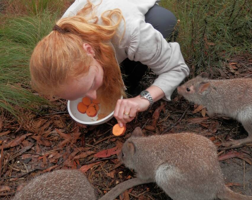 Vulnerable species: Far South Coast Discovery Ranger, Symony Douglas, feeding and caring for the Bettongs that were bred at Mandini.