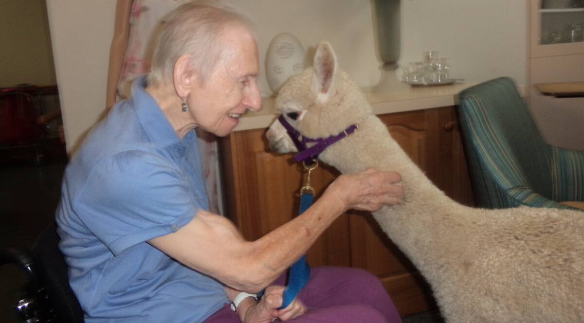 Animal therapy: The young alpaca brought a smile to Imlay resident Gertrude Havel's face when it visited last Wednesday.  