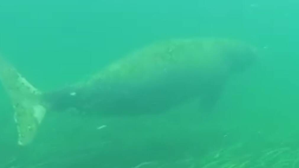 Merimbula’s dugong up close: VIDEO
