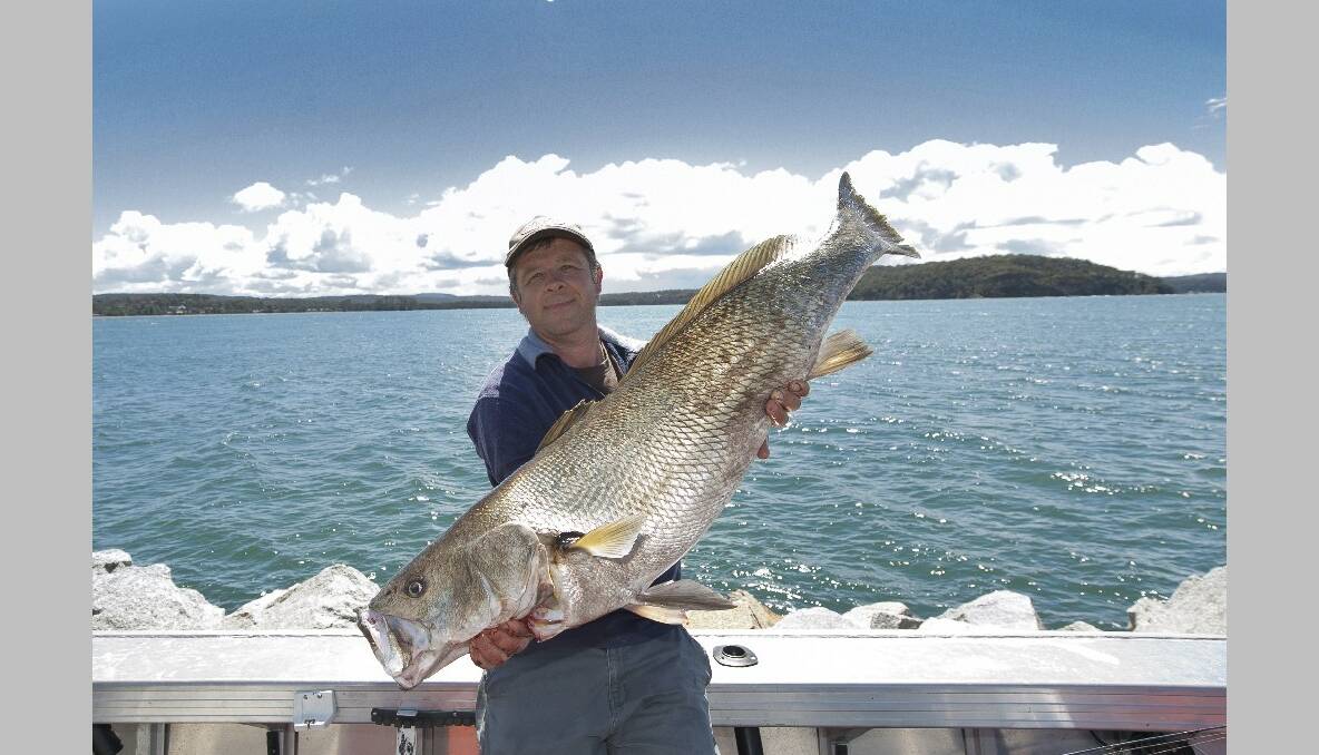 BIGGER JEWIE: Scott Thornton also got this magnificent 15kg, 118cm jewfish last week in the Clyde River on a soft plastic. Both caught during the day. Photo by Claudine Thornton (27/11/2013) 