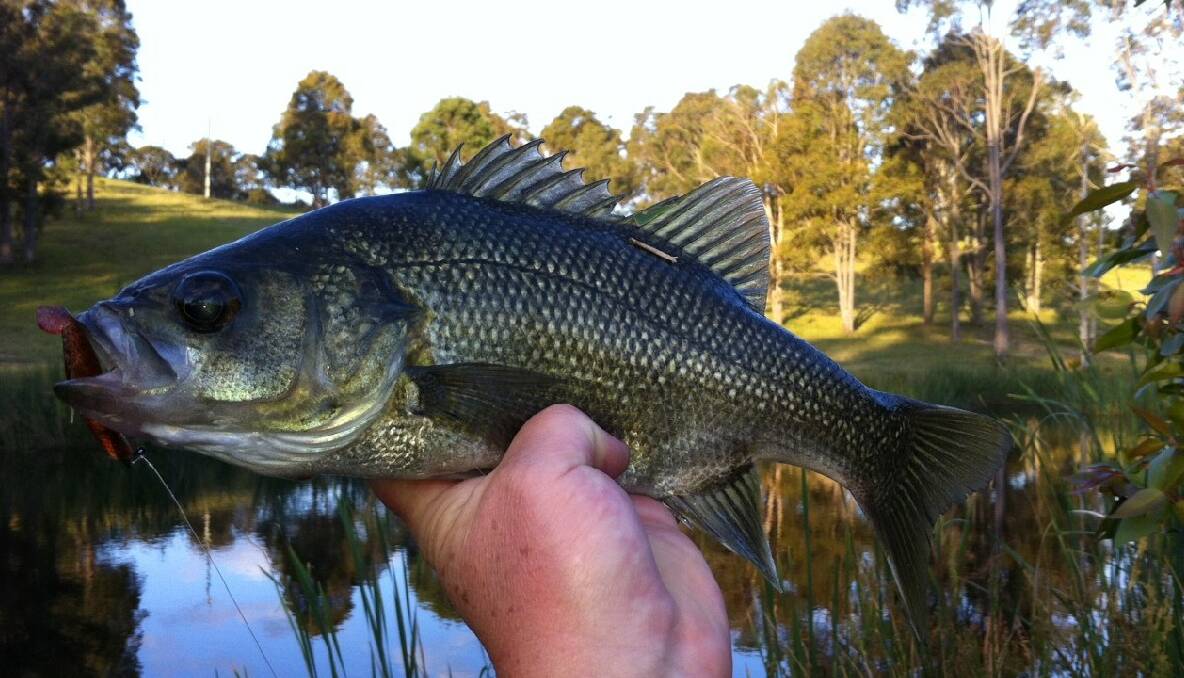 DAM BASS: There are bass around for those who know where to find them as editor Stan Gorton did on Friday evening. (28/10/2013) 