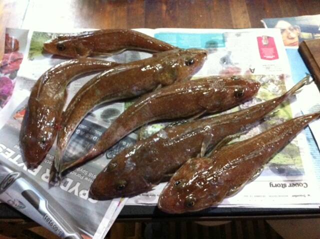EDITOR CATCH: Editor Stan Gorton went out after tiger flathead on the weekend. 18/12/2013
