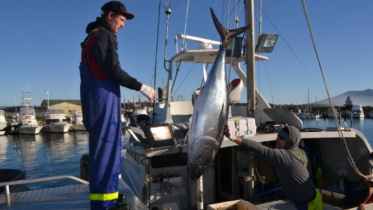 UNLOADING: Deckhand Aron Trevithick and skipper Camillo Puglisi of the Bermagui long-liner Sea Angel unload their latest catch on Thursday morning. 