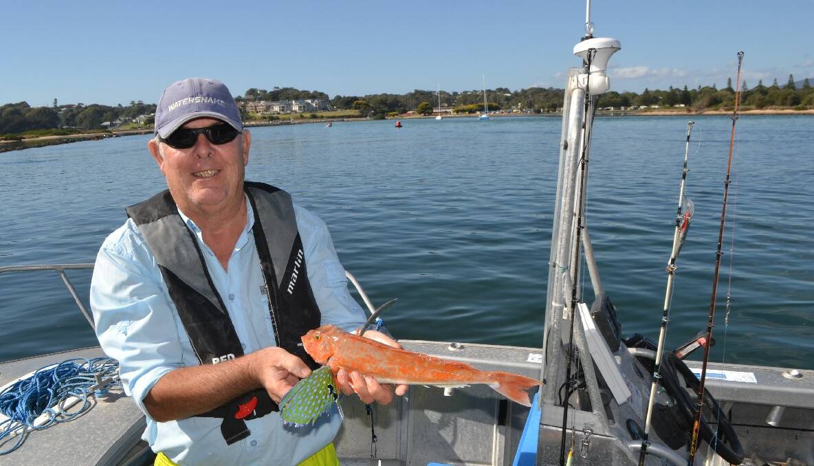 HARRY FISH: Narooma fisherman Harry de Haas with a very colourful butterfly gurnard he caught along with an Esky full of flathead on Australia Day. 29/1/14 