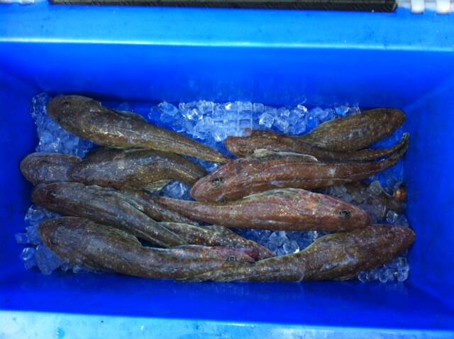 TARGET TIGERS: Tiger and sand flathead such as these recreationally caught fish are one the species sought by South Coast fishing trawlers. 
