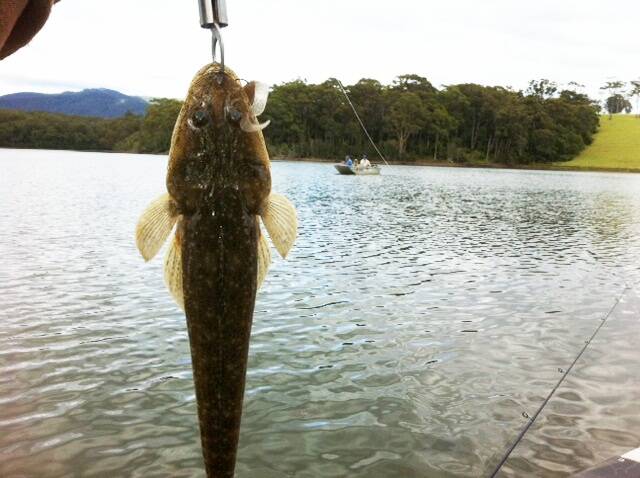 EDITOR CATCH: Narooma News editor Stan Gorton got into the double figures on the dusky flathead at his local lake this morning. (15/11/2013) 