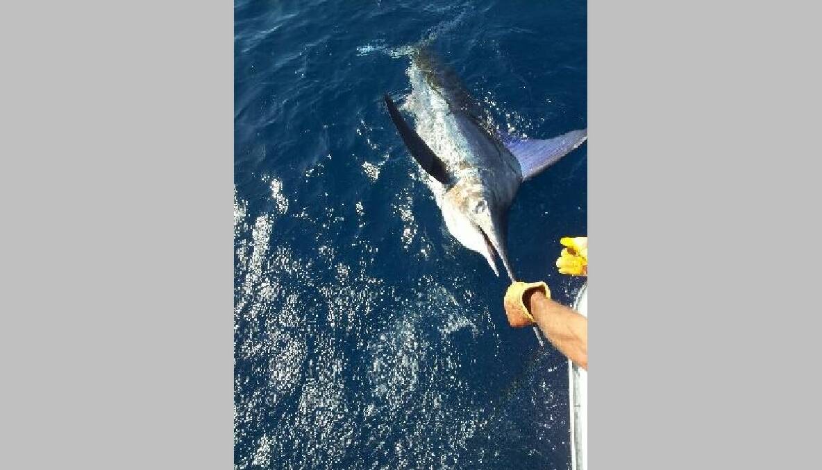 MARLIN RELEASED: This striped marlin around 90kg caught by Narooma local Pete Davies is released after being tagged on Saturday.15/1/2014 