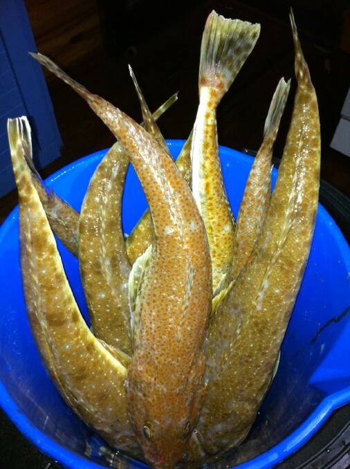 TARGET TIGERS: Tiger and sand flathead such as these recreationally caught fish are one the species sought by South Coast fishing trawlers. 