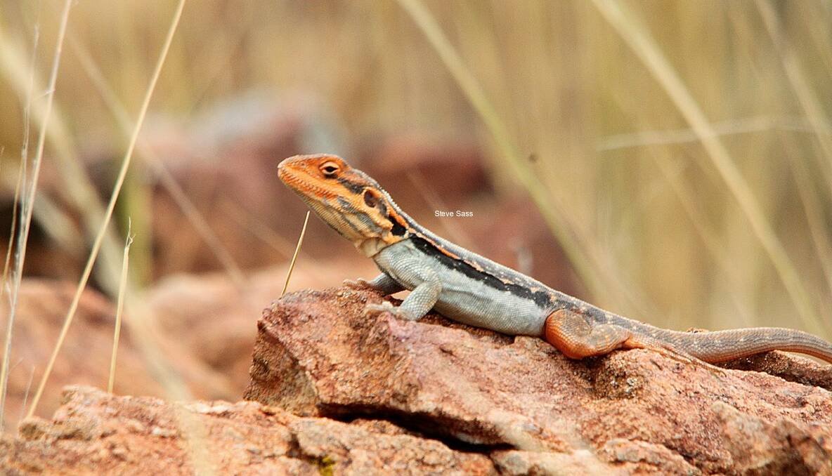For the first time in 5 million years this lizard, the Barrier Range dragon, has its own identity. PHOTO: Steve Sass 