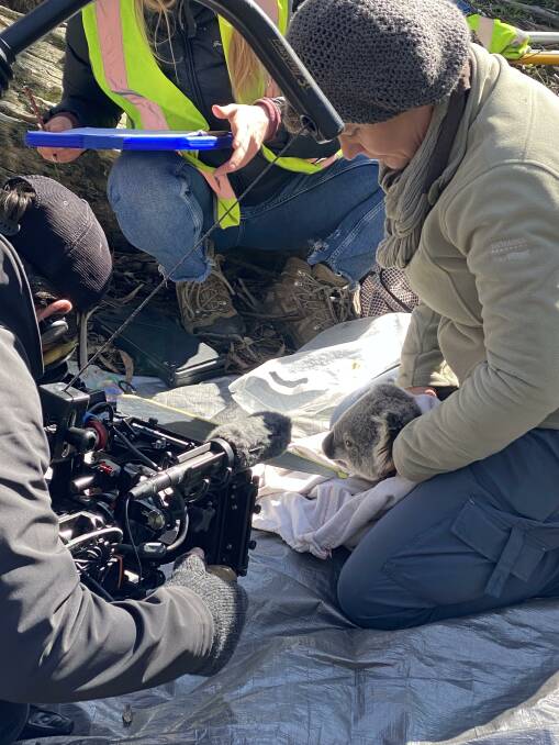 A behind the scenes shot during the making of 'After the Fires' film, capturing footage of an injured Koala. Photo supplied. 