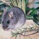 The critically endangered smoky mouse. Photo: Linda Broome