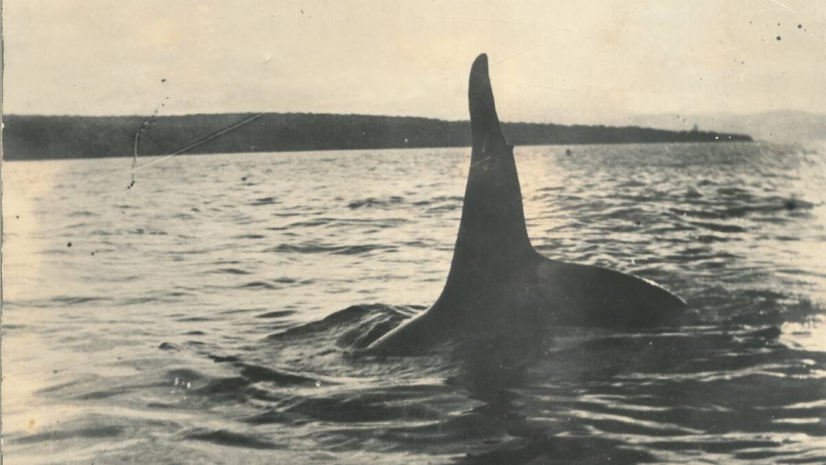 A picture of Old Tom. Picture supplied by the Eden Killer Whale Museum. 