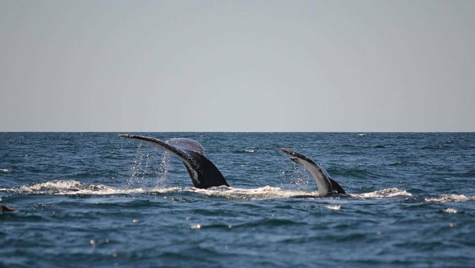 WHALE SIGHTINGS: Humpback whale sightings off the Far South Coast. Photo Stan Gorton.