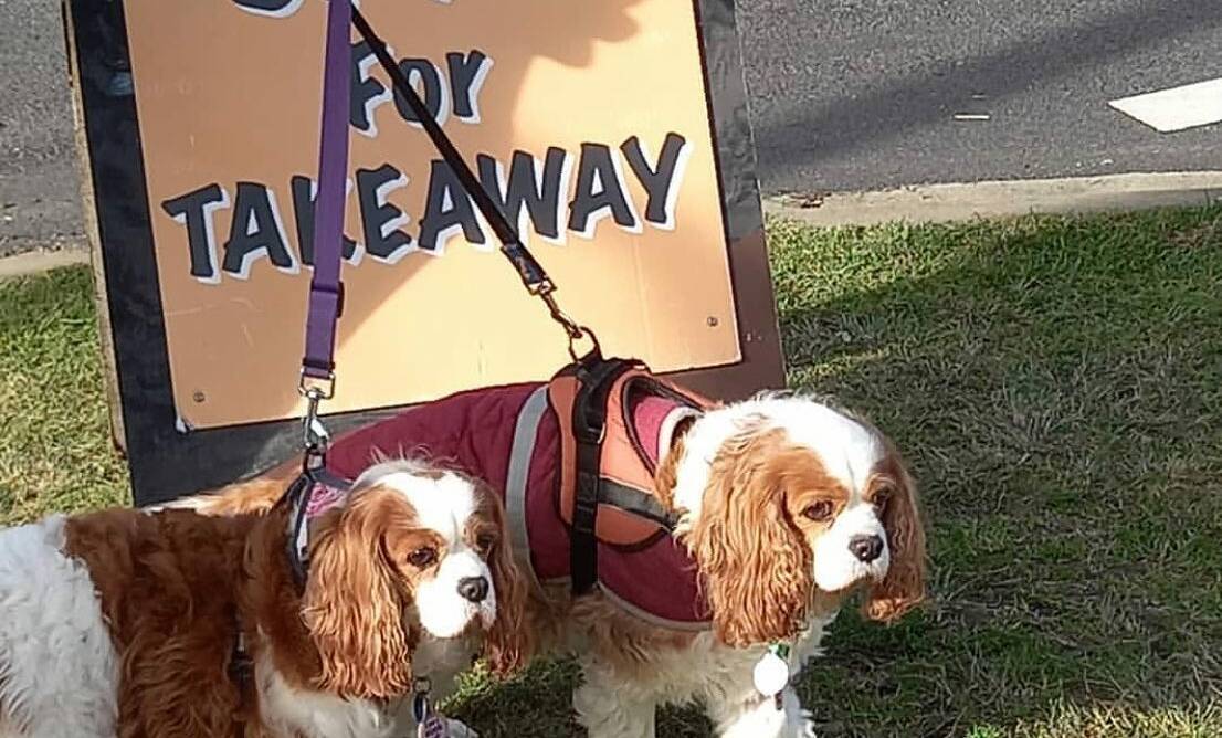 A couple of pooches lining up for takeaway at Cranky Café in Merimbula. Photo: supplied 
