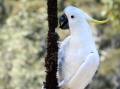 A healthy sulphur-crested cockatoo. Picture: WIRES