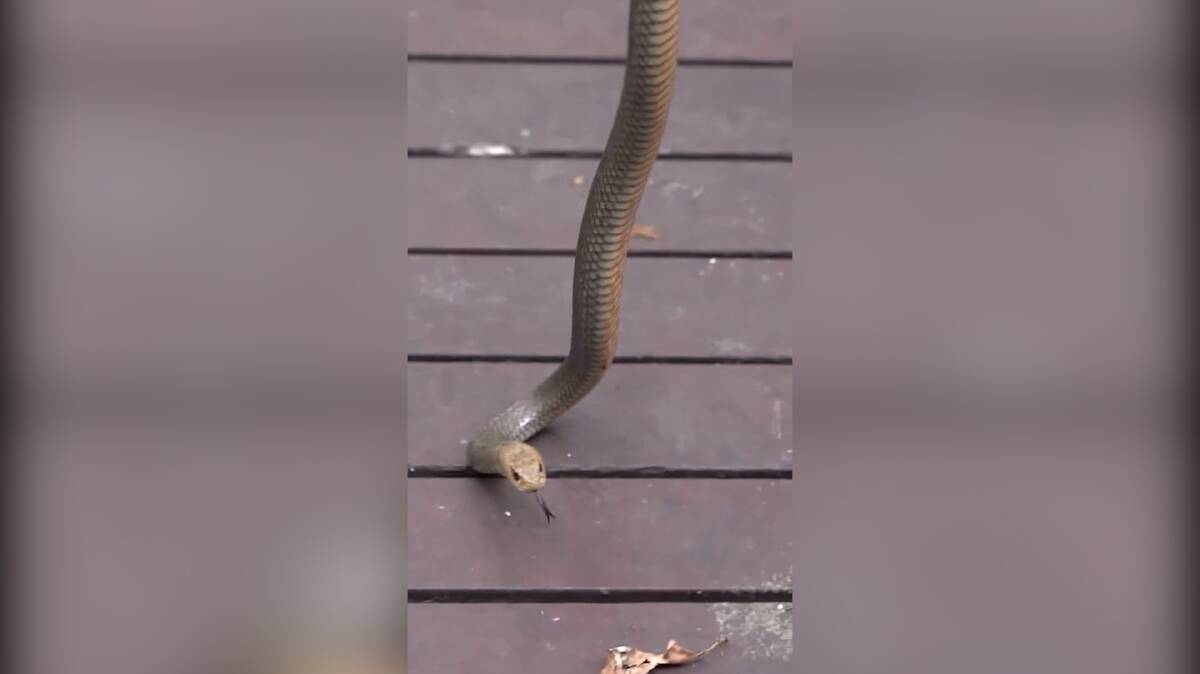 This snake that was found next to a backyard deck. Mr McKenzie said he most commonly finds brown snakes in backyards.