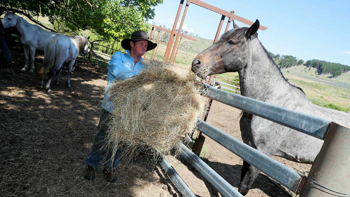 Rosewood's Robert Dodwell feeds a stallion brumby rescued from the national parks before the culling. Picture by Les Smith