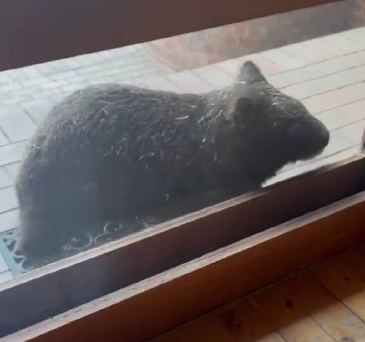 A wombat decided to drop in on a North Wagga farmhouse on Monday morning. Picture contributed