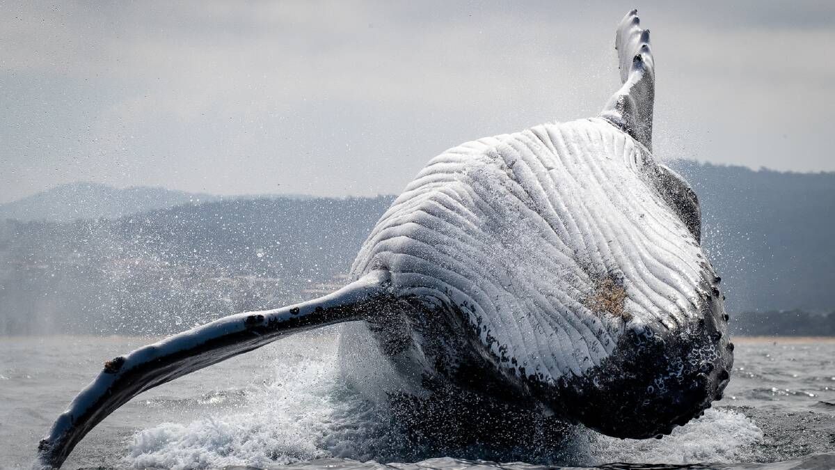 Merimbula humpback sightings challenge scientists' theories