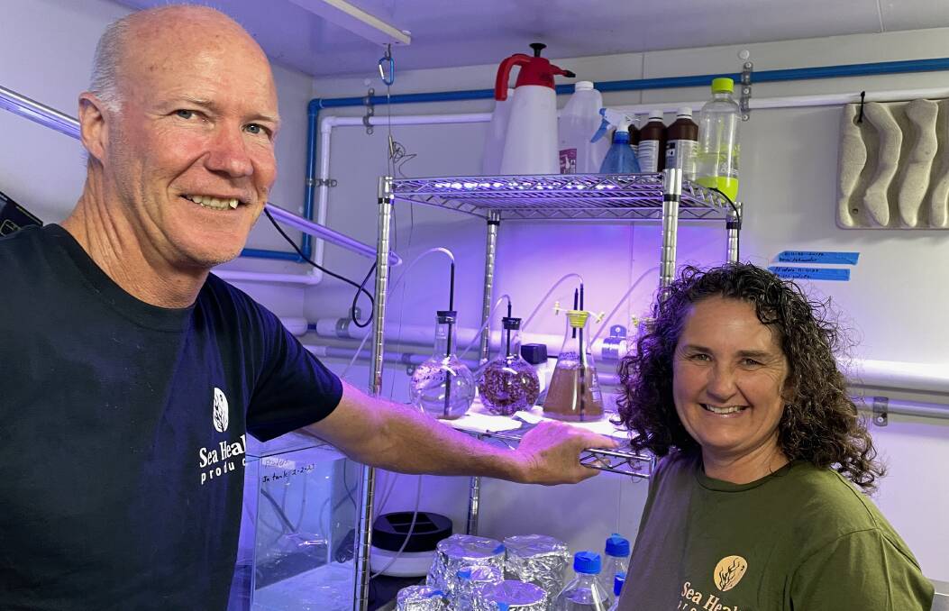 By trial and error, marine scientist Jo Lane of Sea Health Products and her husband Warren Atkins, a commercial air-conditioning and refrigeration mechanic, have worked out how to create a kelp seed bank using kelp's reproductive tissue in their temperature-controlled lab in Tilba Tilba. Picture by Marion Williams.