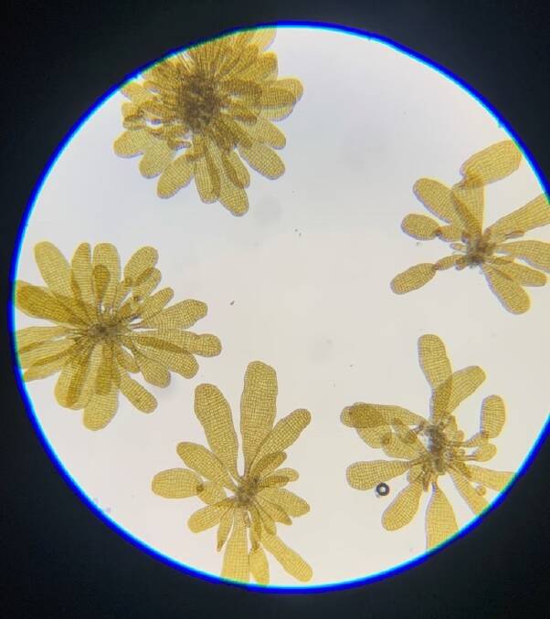 How the kelp seeds look under the microscope. Picture supplied.