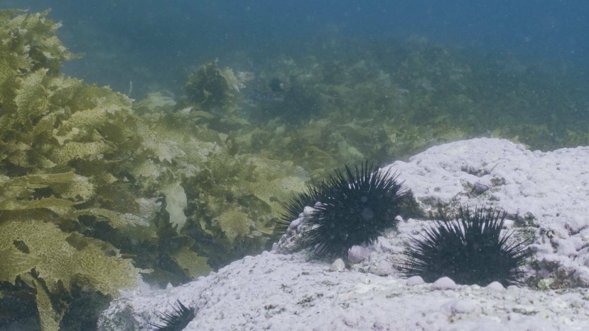 Sea urchins beside kelp off Montague Island near Narooma. Picture by WWF-Australia/ Grumpy Turtle Films