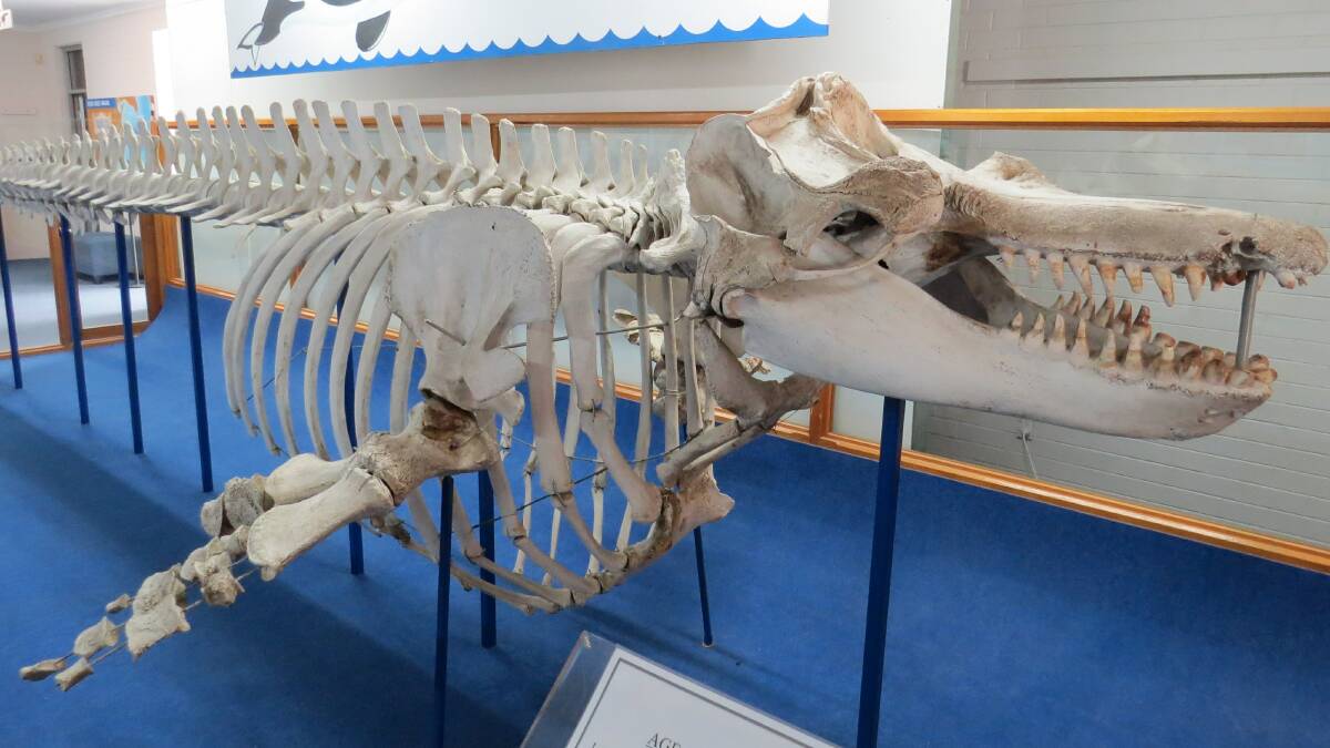 Old Tom's skeleton in the Eden Killer Whale Museum. File picture