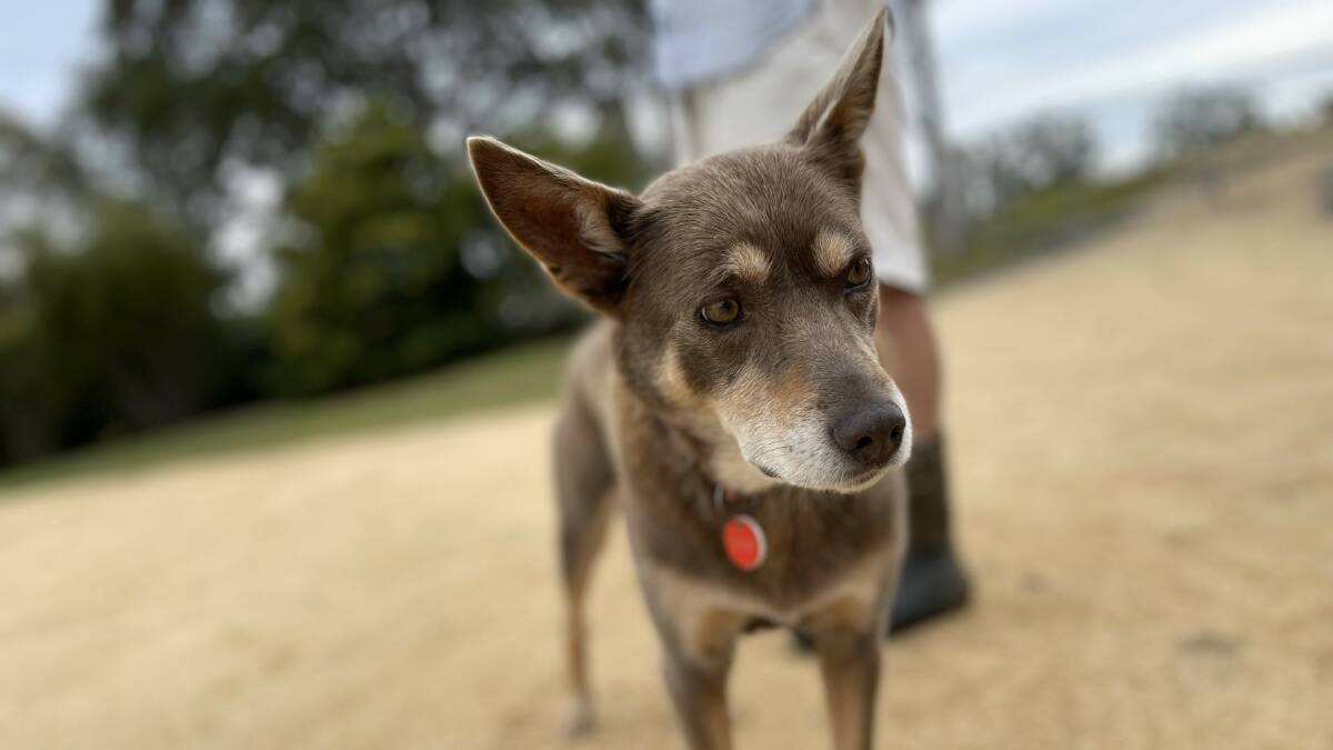 Gem "The Cheese Dog", Russell's fawn and tan kelpie. Picture by James Parker