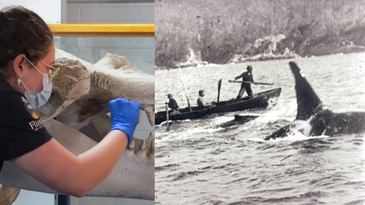 Researcher Isabella Reeves takes a DNA sample from the upper tooth and jawbone of Old Tom, and an early photograph of whalers working alongside killer whales. Pictures supplied by Eden Killer Whale Museum