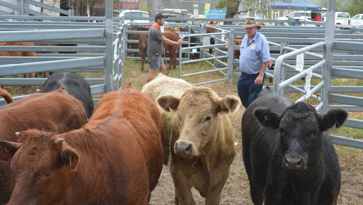 Commercial cattle at Bemboka's 2023 show. Picture by Ben Smyth