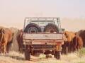 For more than 65 years the McKay family of Umbearra Station has grown their beef cattle operation in central Australia, and now they are one of the biggest Red Angus herds in the country.