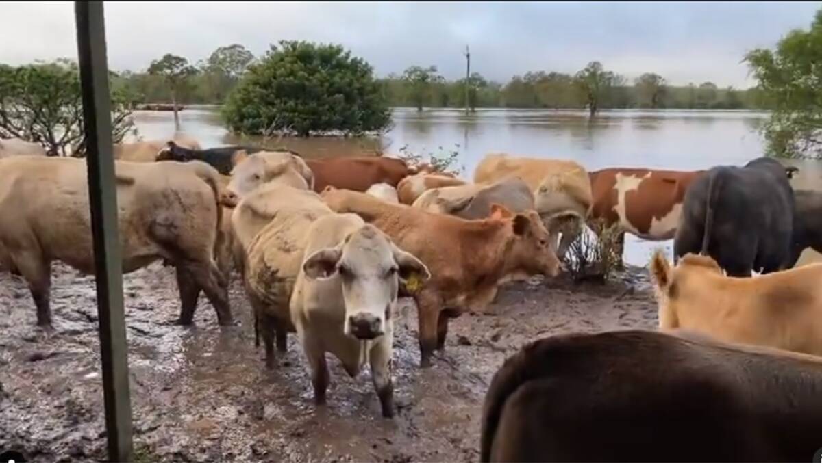 The Trustum family were grateful that most of their herd is safe from the floods in northern NSW. Photo: Elizabeth Steele