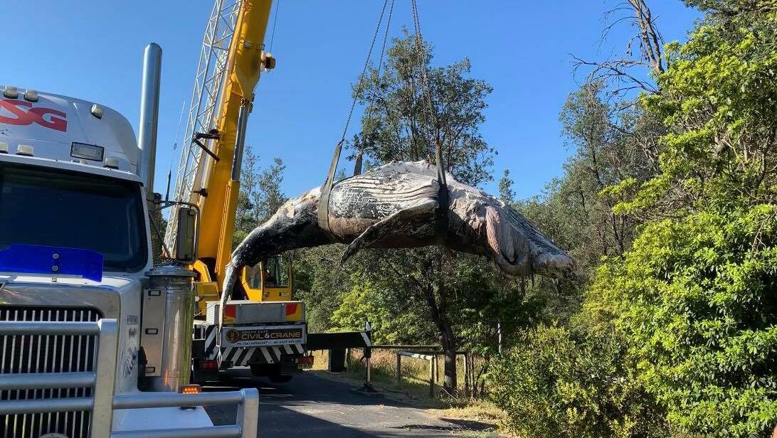 The whale carcass is lifted on to a truck before being taken to a licensed waste facility. Photo: David Rogers