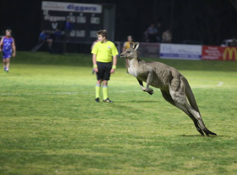 SCAFL players and fans had some added in-game excitement when several kangaroos bounded on to Berrambool Oval on Saturday night as Merimbula played Pambula.