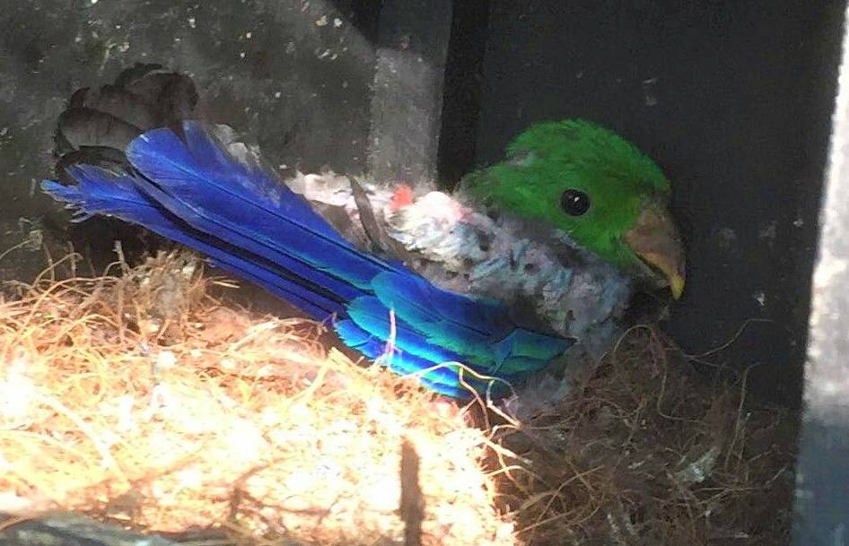 NEWBORN: The new addition to the family at Potoroo Palace, an Eclectus parrot chick