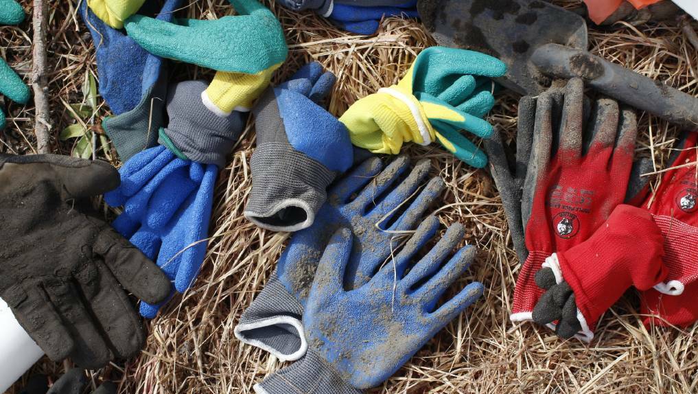 Many hands make light work: Gloves left behind from the bushfire anniversary tree planting on Tathra Headland.