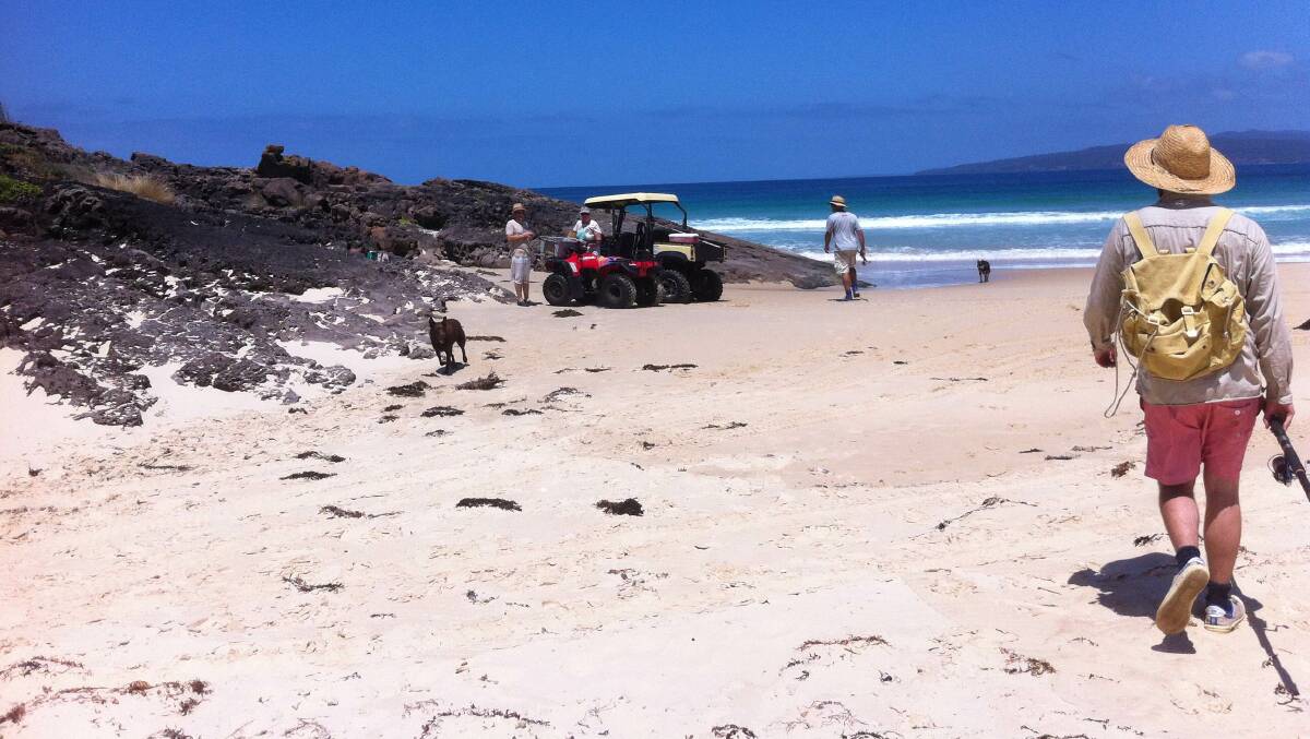 ILLEGAL ACTIVITY: Fishers at Wonbyn Beach using ATVs and with roaming dogs have raised the ire of other national park and beach users. Photo supplied