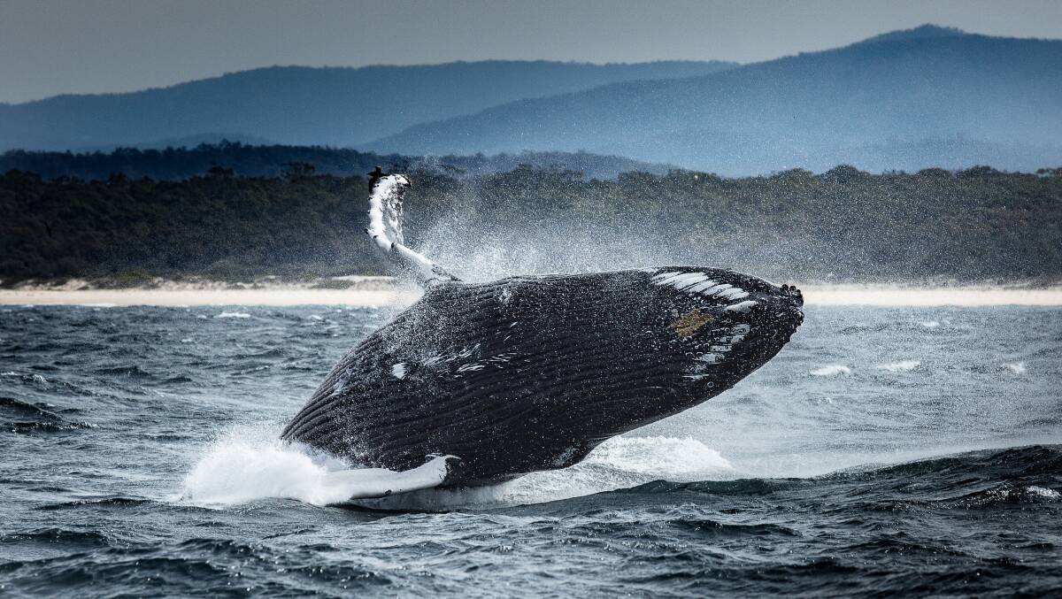 Robyn MacRae from Tumut had a whale of a time with Merimbula Marina on the weekend, capturing this stunning photo.