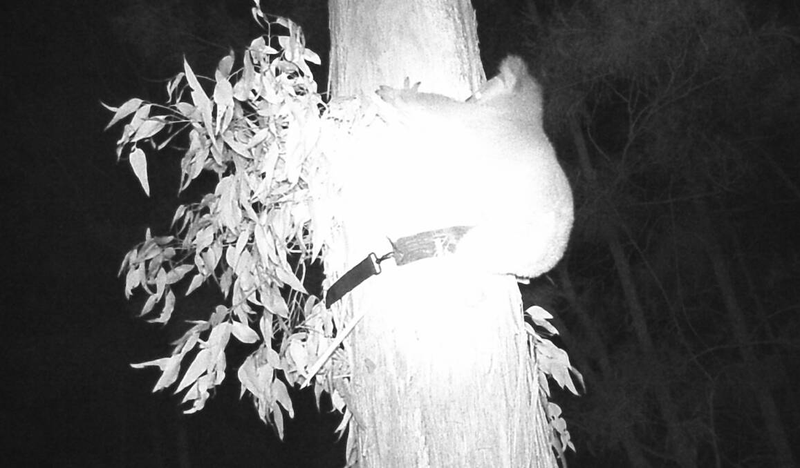 Motion cameras capture the koala coming down to feed at night.