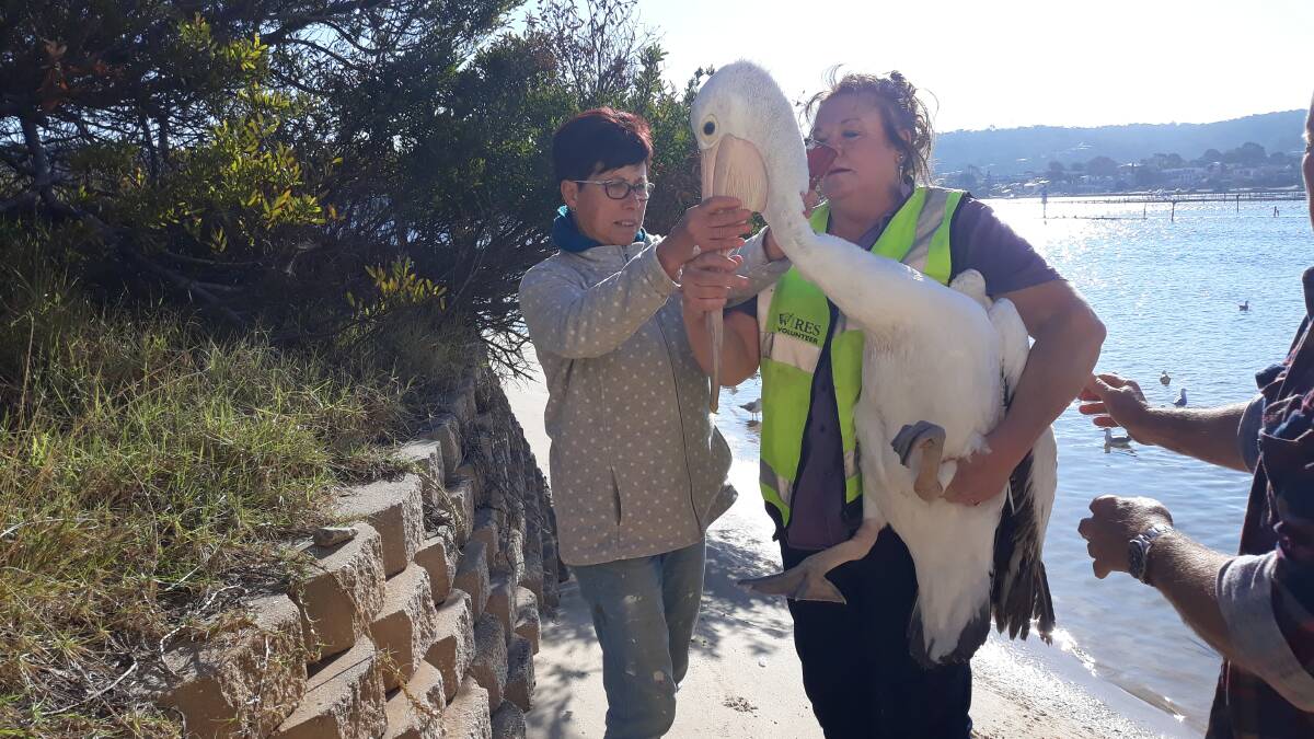 WIRES FSE members Leonie McKinnon and Janine Green rescue a pelican with
fishing line wrapped around its wing