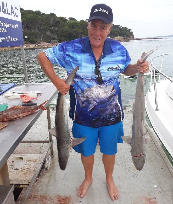 CATCH OF THE DAY: Merimbula Big Game & Lakes Angling Club member Tim McConnachie shows a fine pair of gummy sharks at the club-sponsored fish cleaning pontoon at Merimbula.