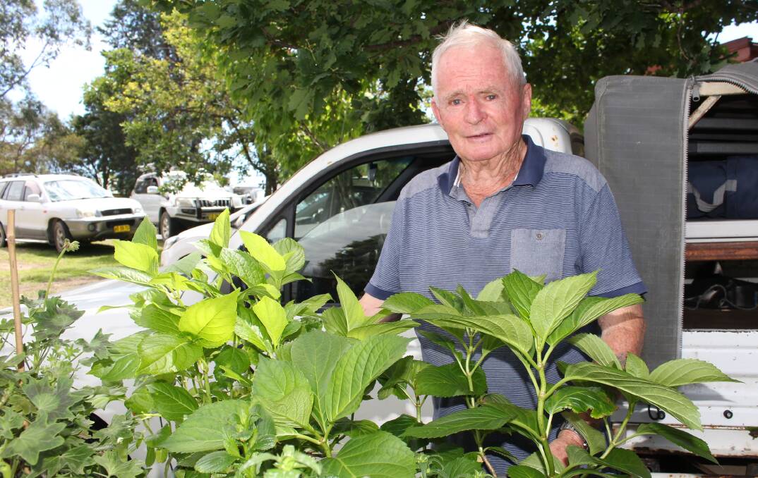 Murray Pope of Quaama with some of the hydrangeas he propagated.