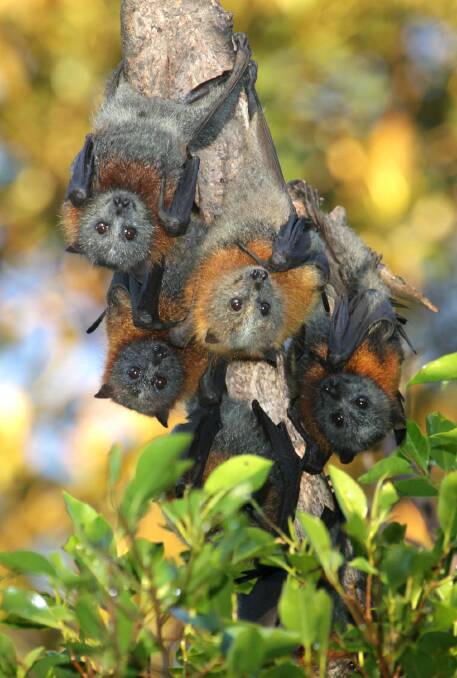 Grey-headed flying foxes. Picture file