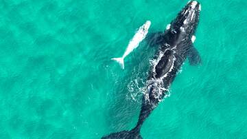 Image taken by Right Whale ID program volunteer drone operator Maree Jackson