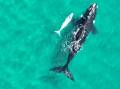 Image taken by Right Whale ID program volunteer drone operator Maree Jackson