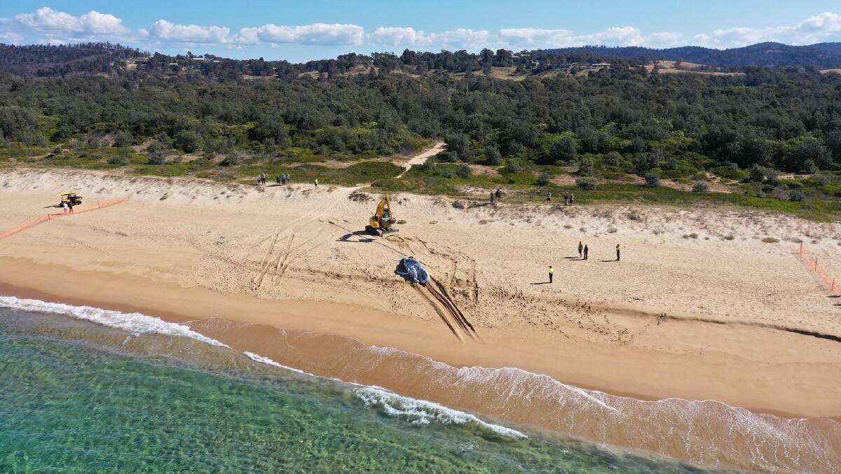 The whale is towed ashore by council and government agencies. Photo: Joshua Shoobridge