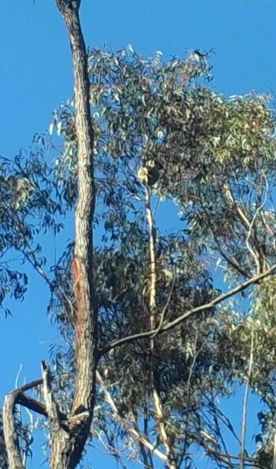 LOOKING FOR HOME: A koala is spotted by Murrah resident and citizen scientist Robert Bertram. 