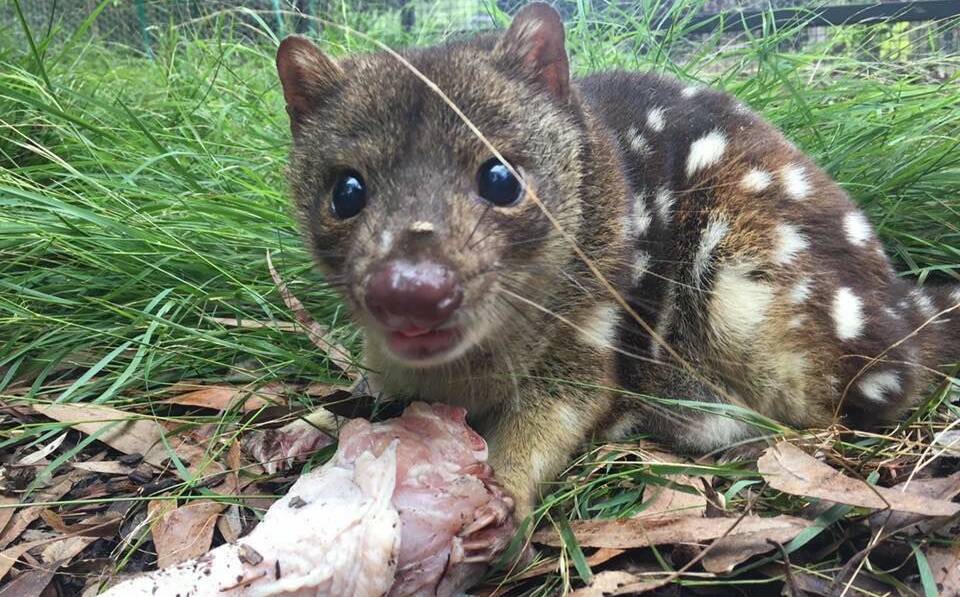 This young spotted-tail quoll is Potoroo Palace's latest arrival - but he needs a name.