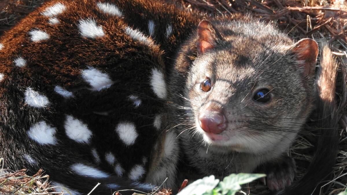 Australia is home to four species of quolls, which are the largest carnivorous marsupials on mainland Australia.