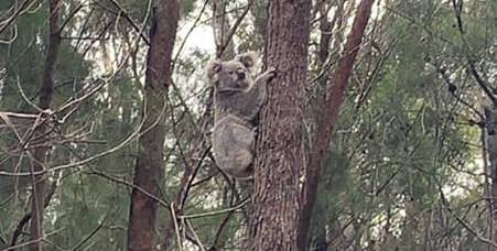 A koala spotted near the roadside at Wapengo. Photo: Mirri Raya Dalziel